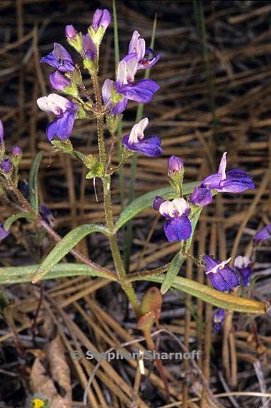 collinsia torreyi var torreyi 1 graphic